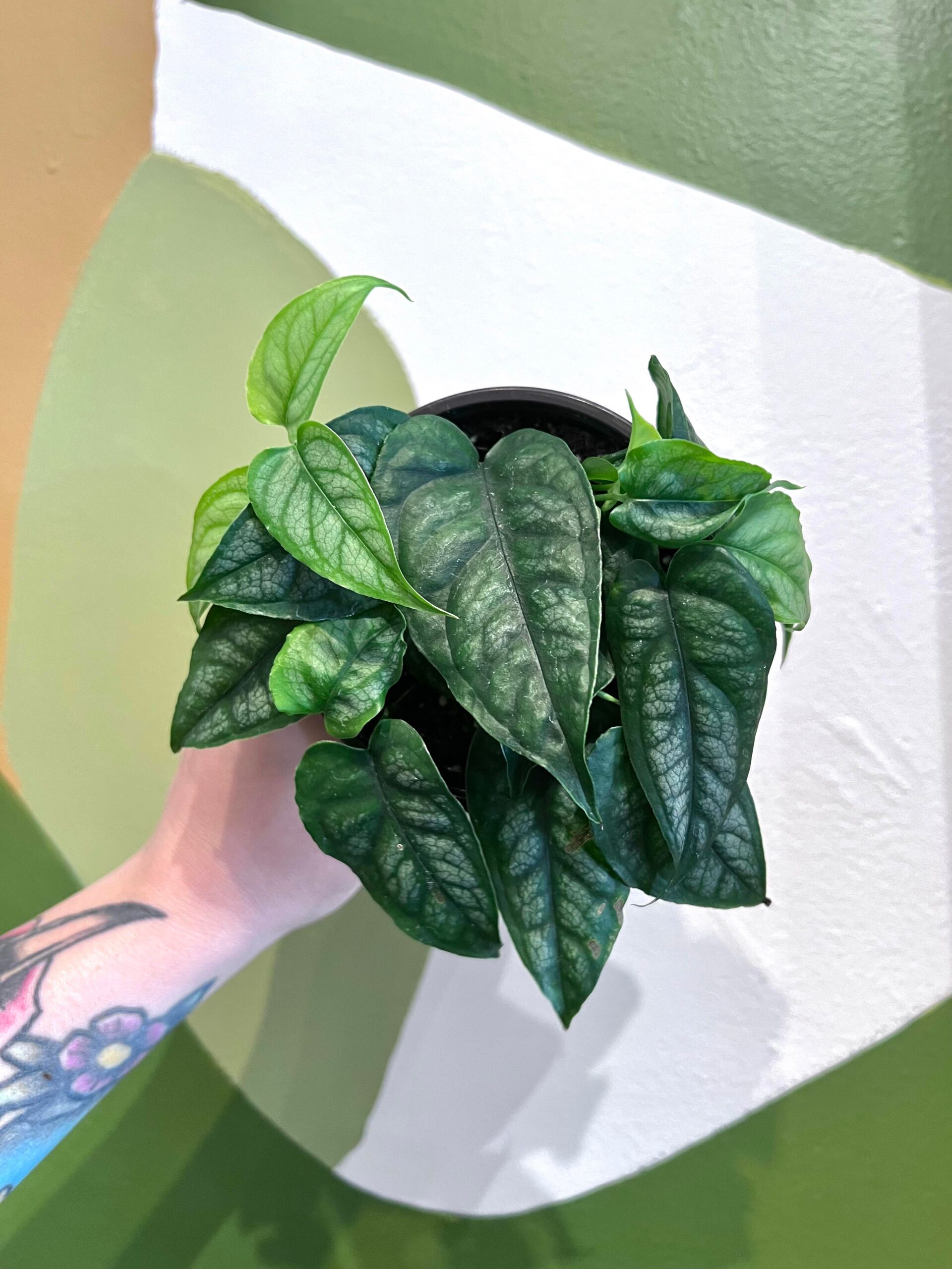 Monstera Siltepecana - The Curious Plantaholic