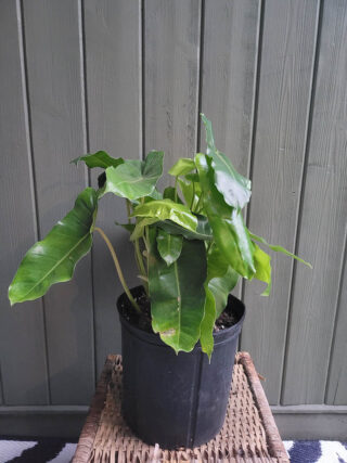 24 cm plant pot Custom printed Plantpot 24 main image 1