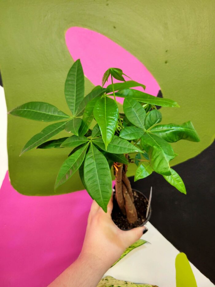 Money Tree