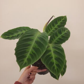Alocasia Silver Dragon - The Curious Plantaholic