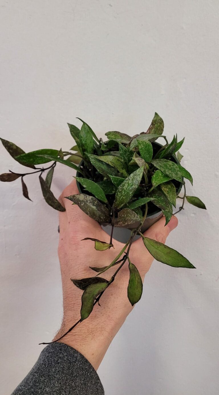 Hoya Lacunosa Royal Flush