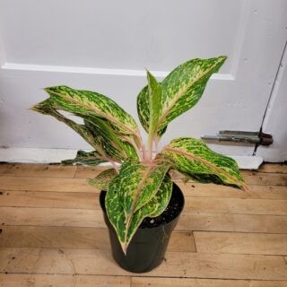 pothos for aquarium Pothos Plant for Aquarium for Sale | Aquarium-Safe main image 0