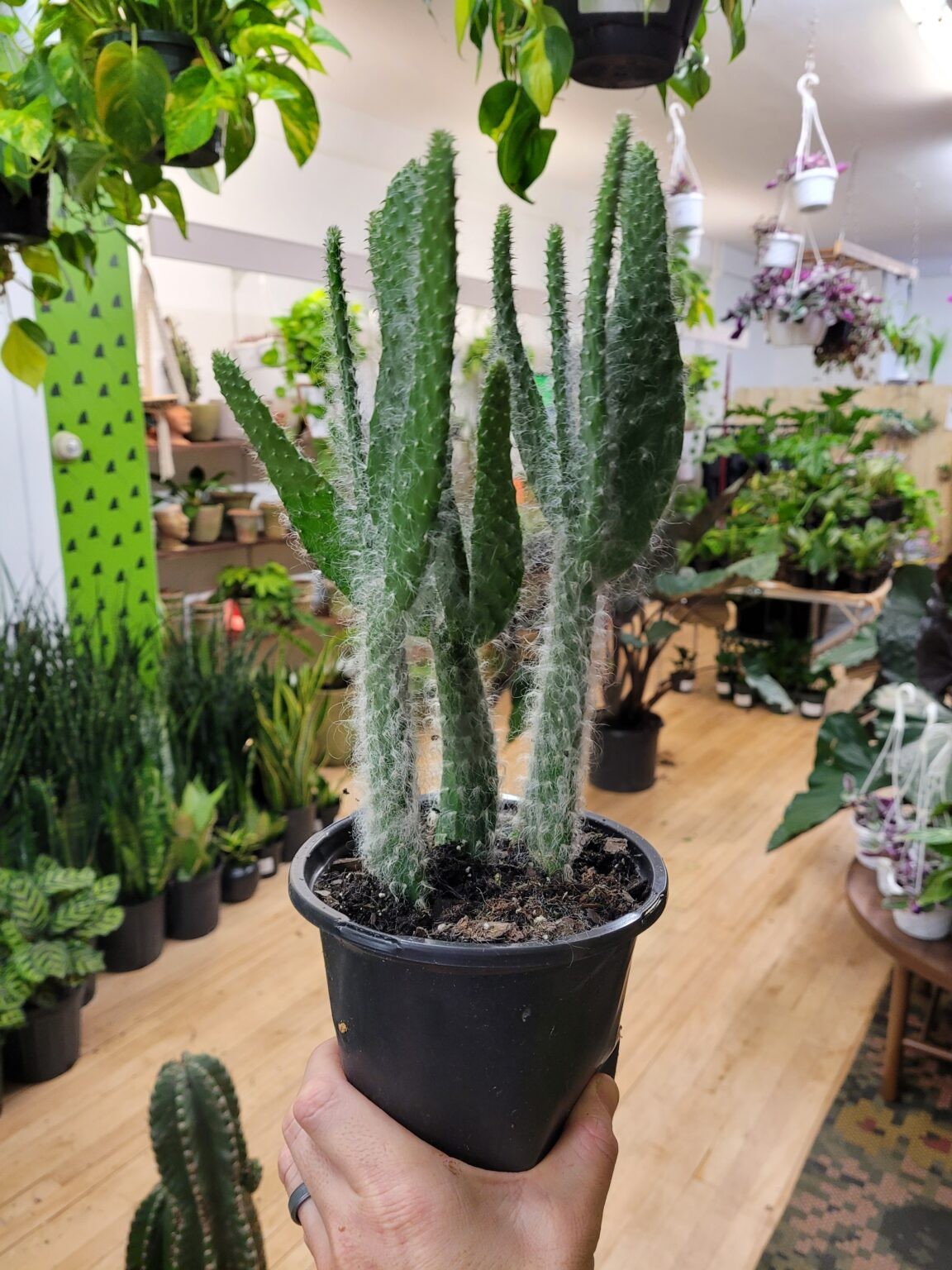 Opuntia Snow Fuzzy Cactus The Curious Plantaholic