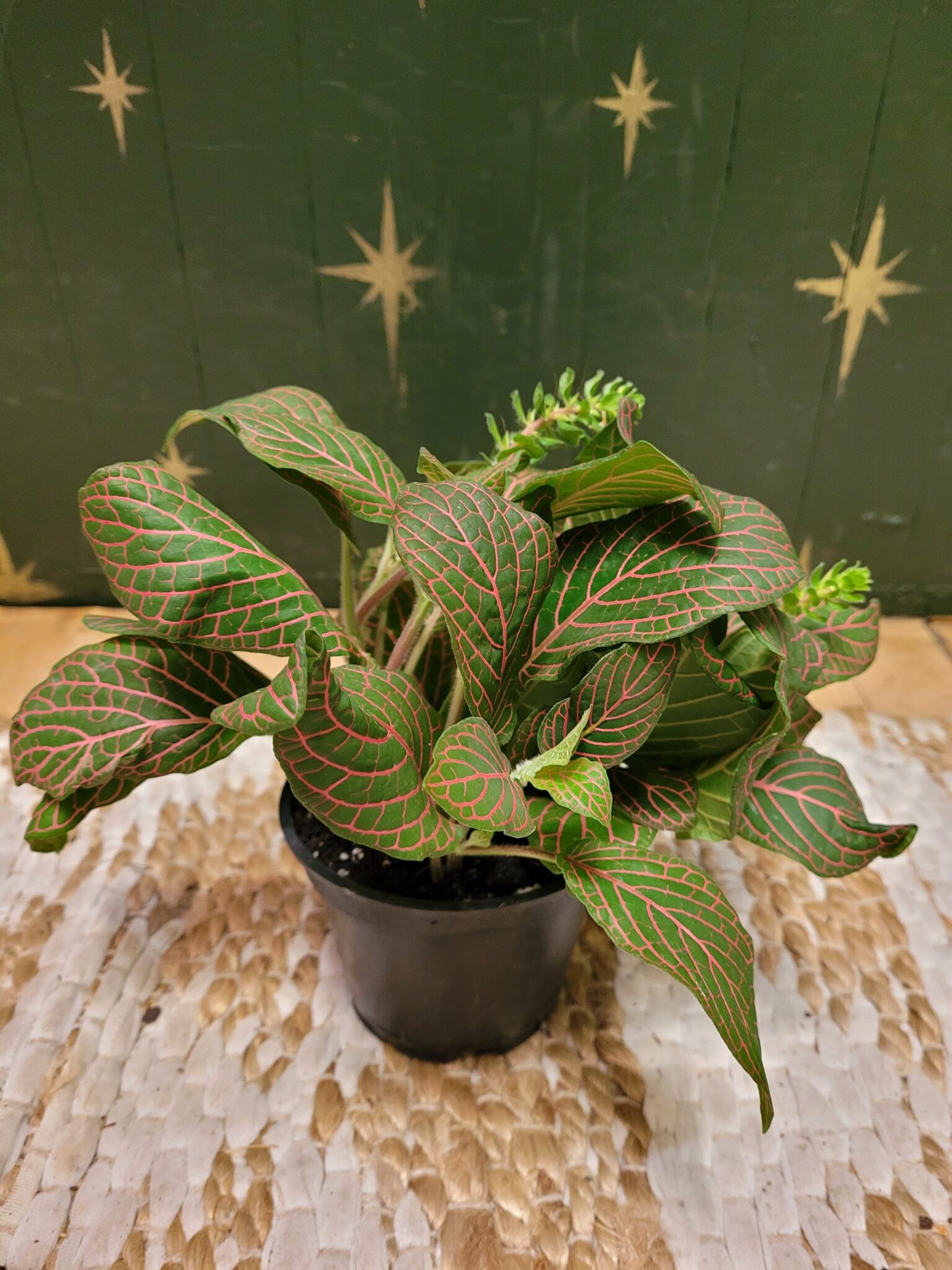 Red Nerve Plant The Curious Plantaholic Red Nerve Plant The Curious Plantaholic