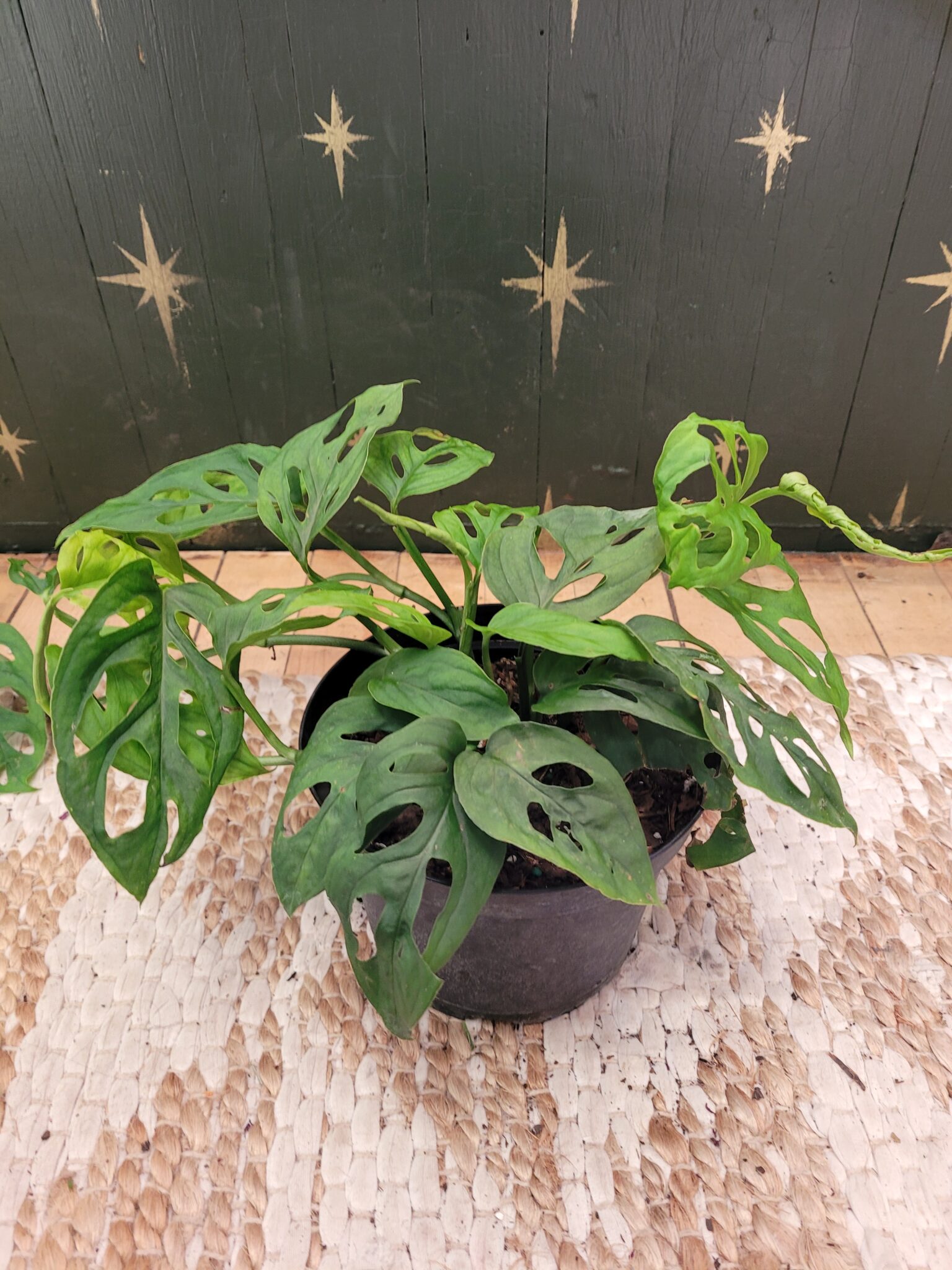 Monstera Swiss Cheese Wide Form - The Curious Plantaholic Nazareth