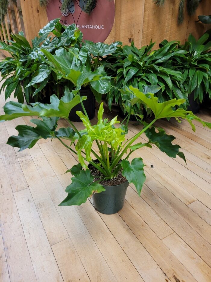 Philodendron Selloum Hope