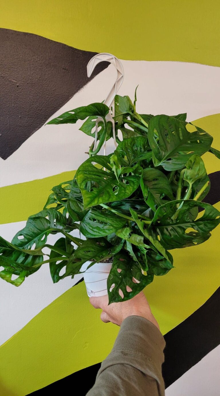 Monstera Swiss Cheese Wide Form - The Curious Plantaholic