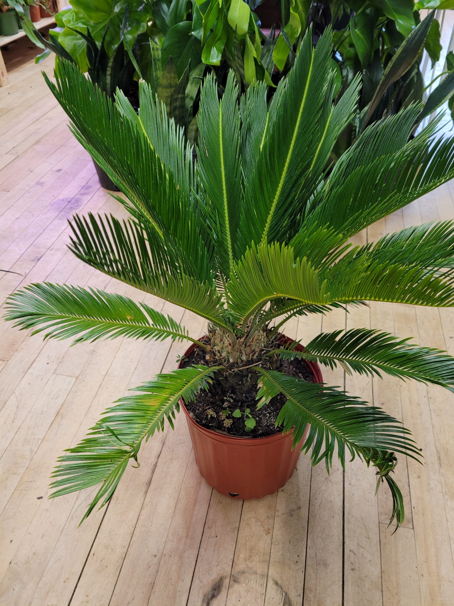 king-sago-palm-the-curious-plantaholic