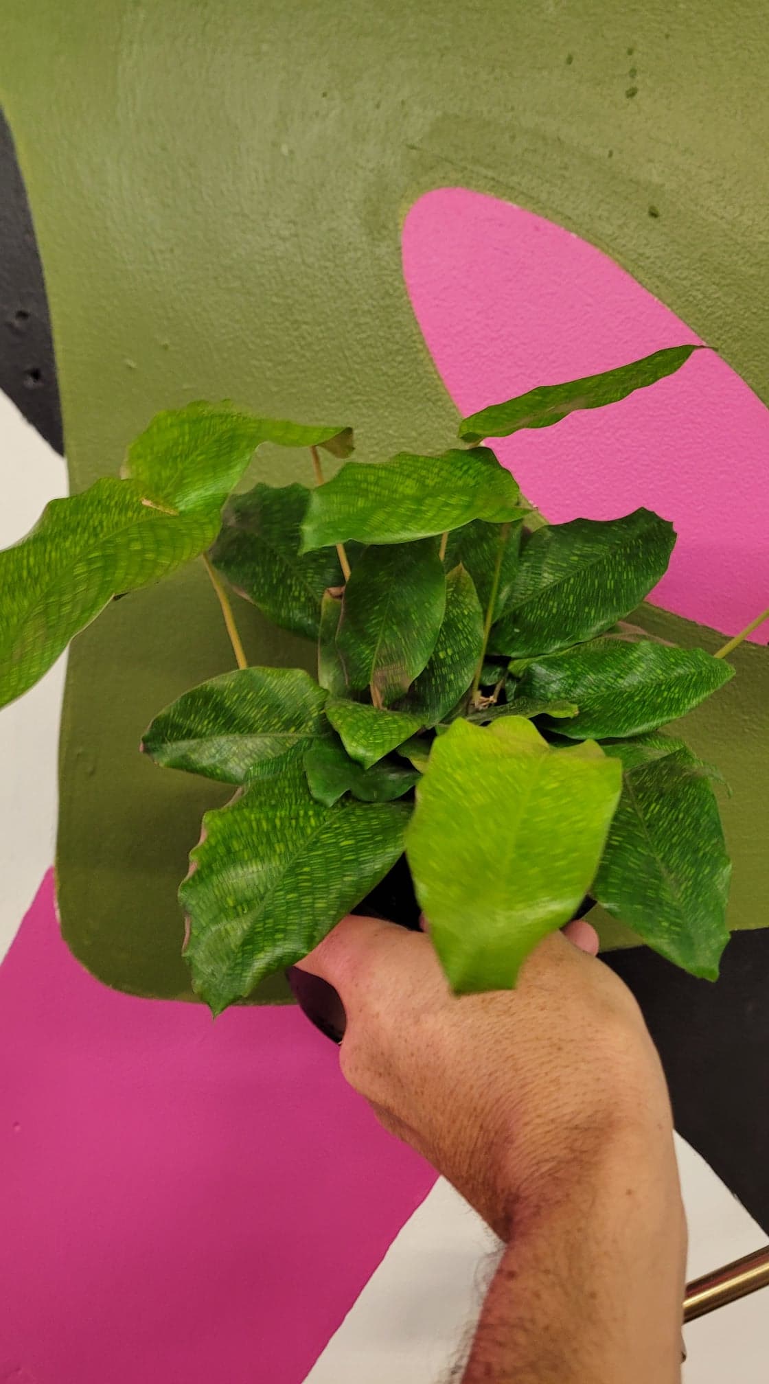 Calathea Musaica - The Curious Plantaholic