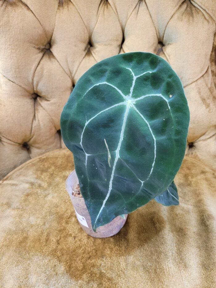 Anthurium Forgetii White Stripe