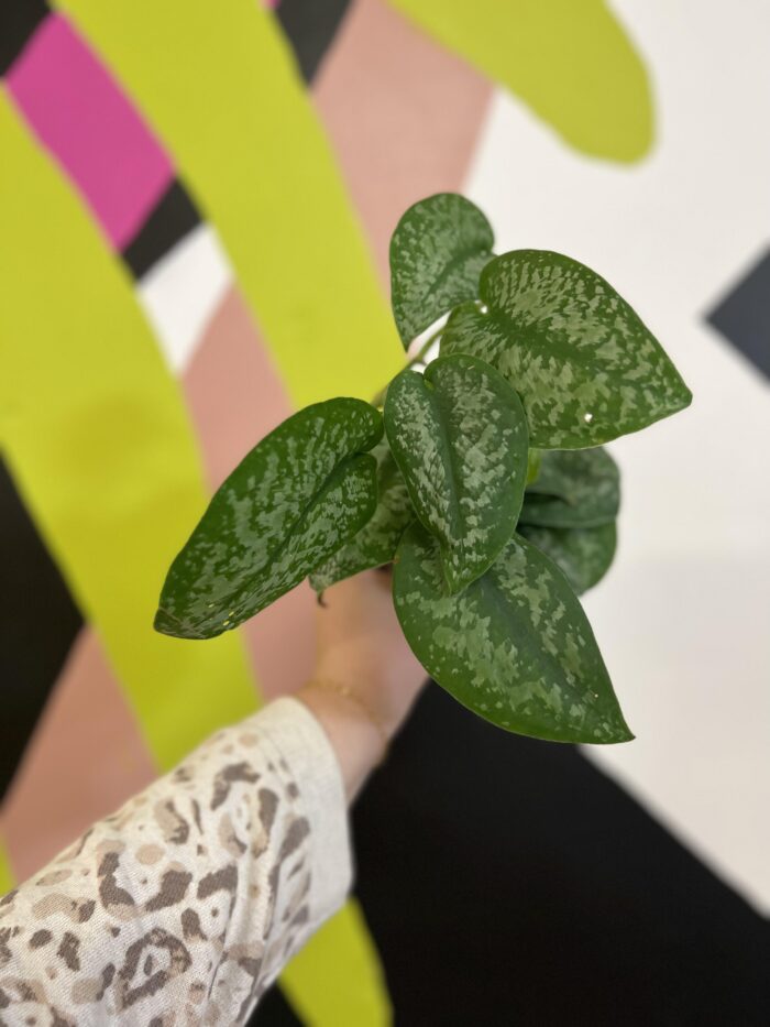 Scindapsus Silver Splash