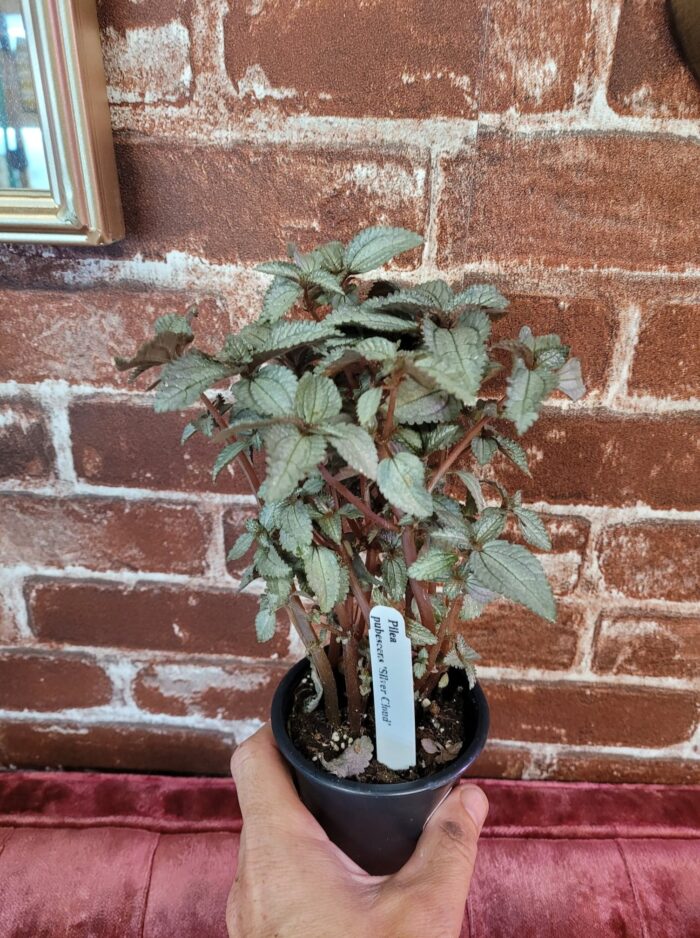 Pilea Silver Cloud