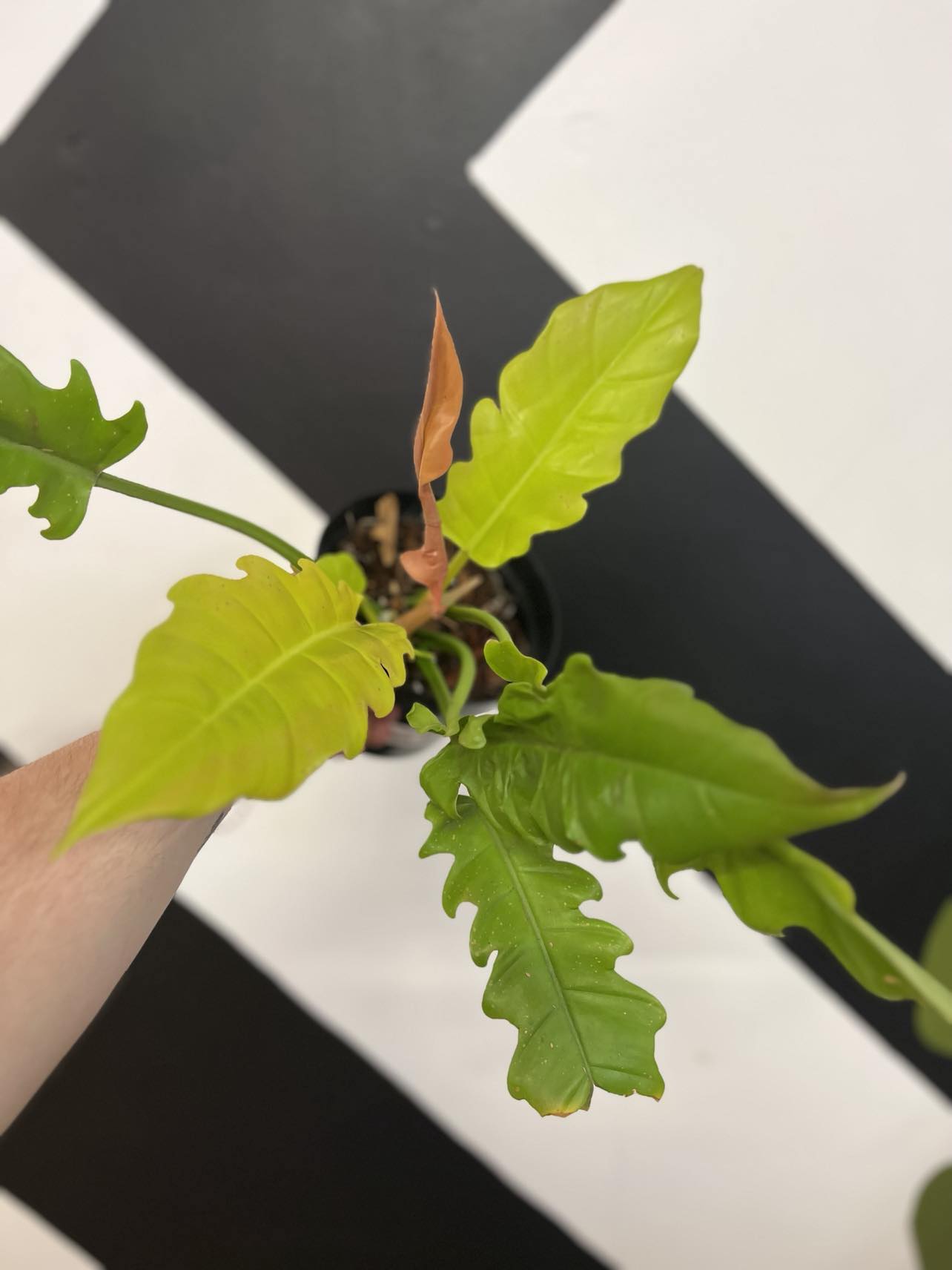 Philodendron Golden Saw Crocodile - The Curious Plantaholic