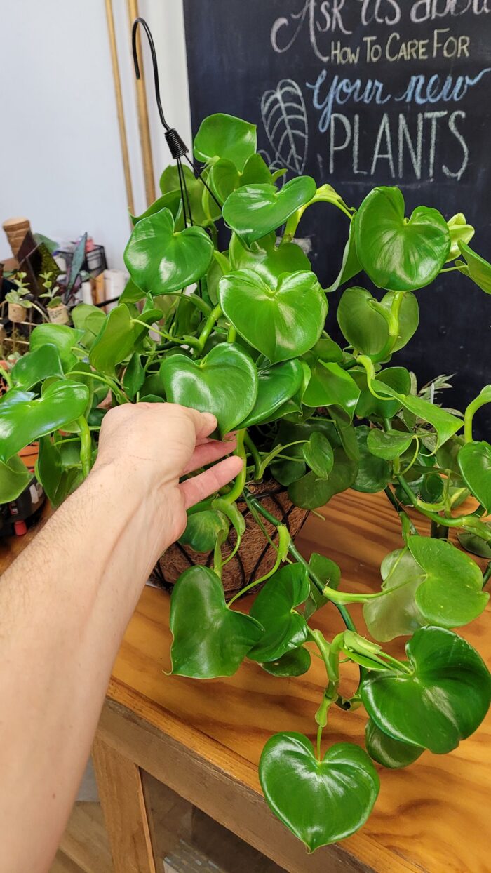 Philodendron Grazielae