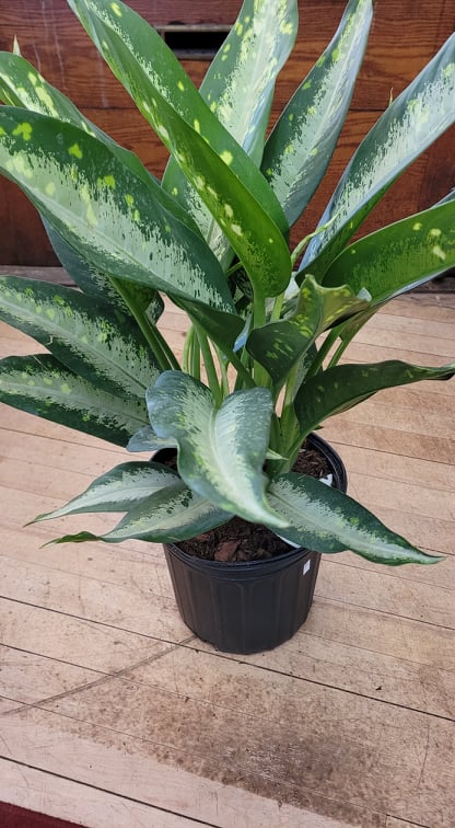 Dieffenbachia Panther - The Curious Plantaholic