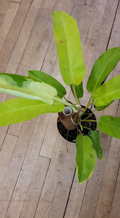 Philodendron Thai Sunrise - The Curious Plantaholic