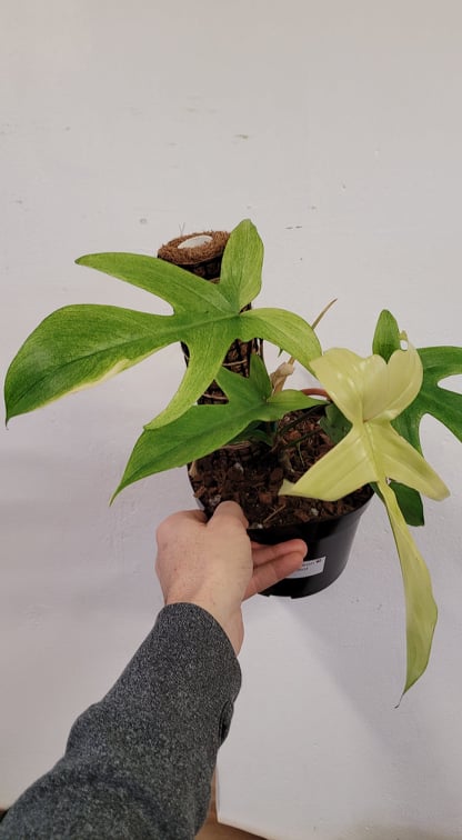 philodendron orange princess marble Philodendron Marbled Orange Princess Variegated – Plant Vault main image 0