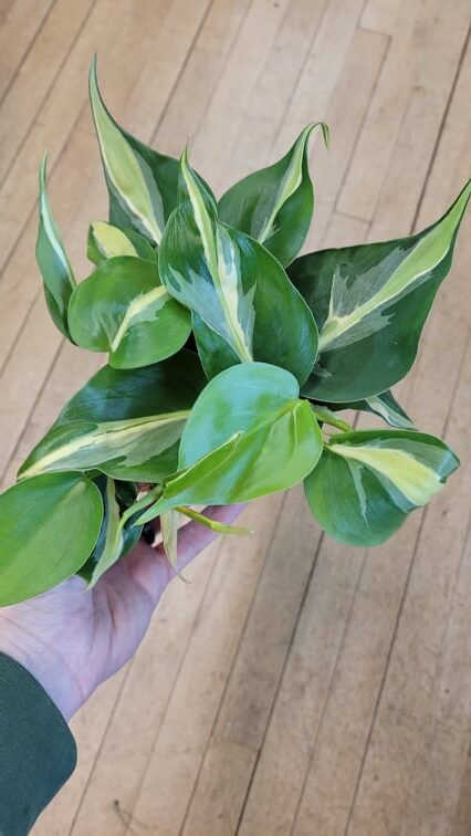 plant zebra Haworthia Fasciata Zebra Plant  AceMegaSucculents