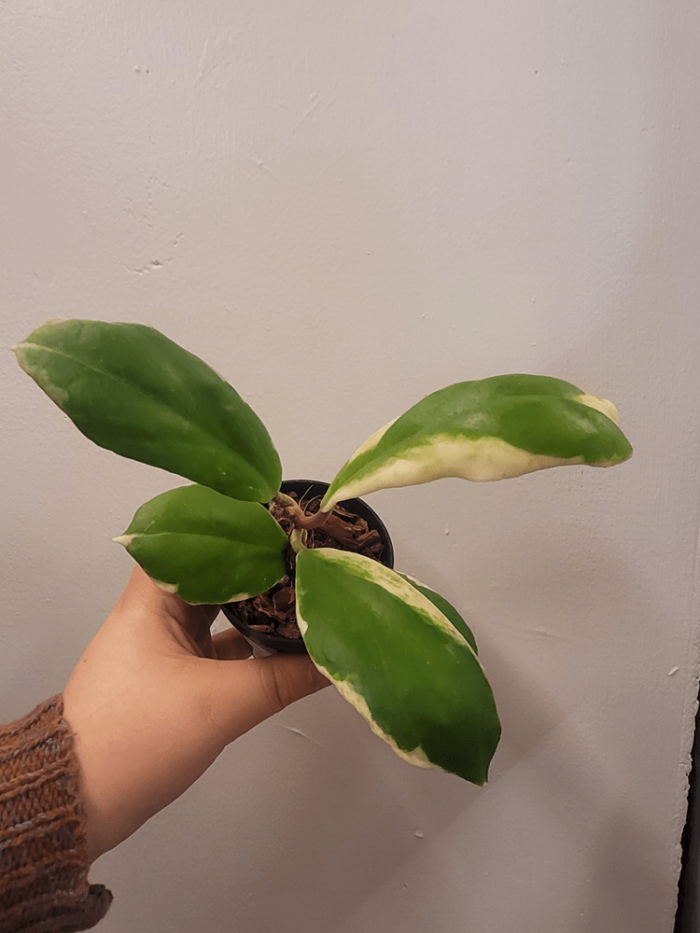Hoya Incrassata Moonshadow