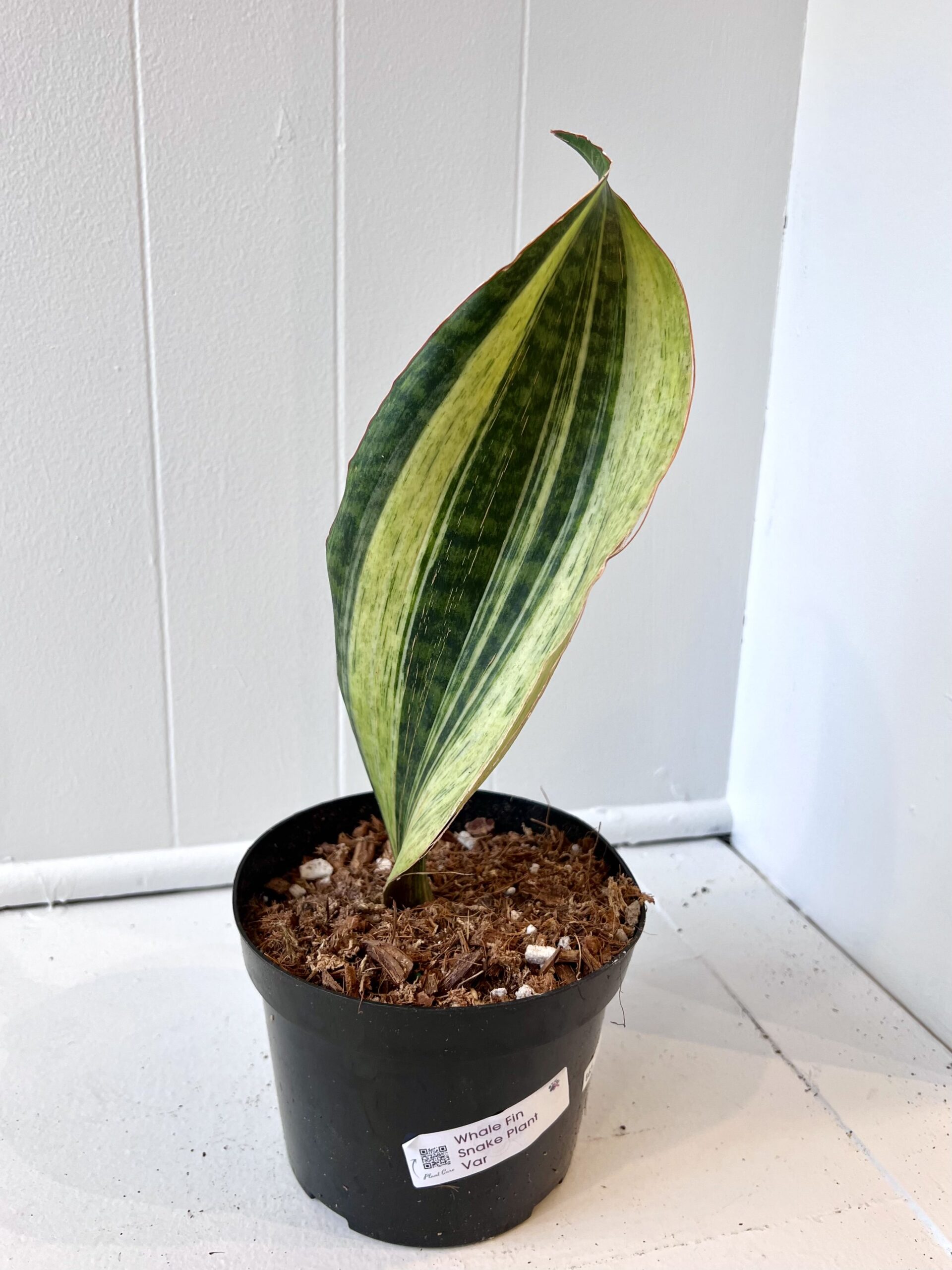 Sansevieria Yellow Whale Fin Variegated - The Curious Plantaholic