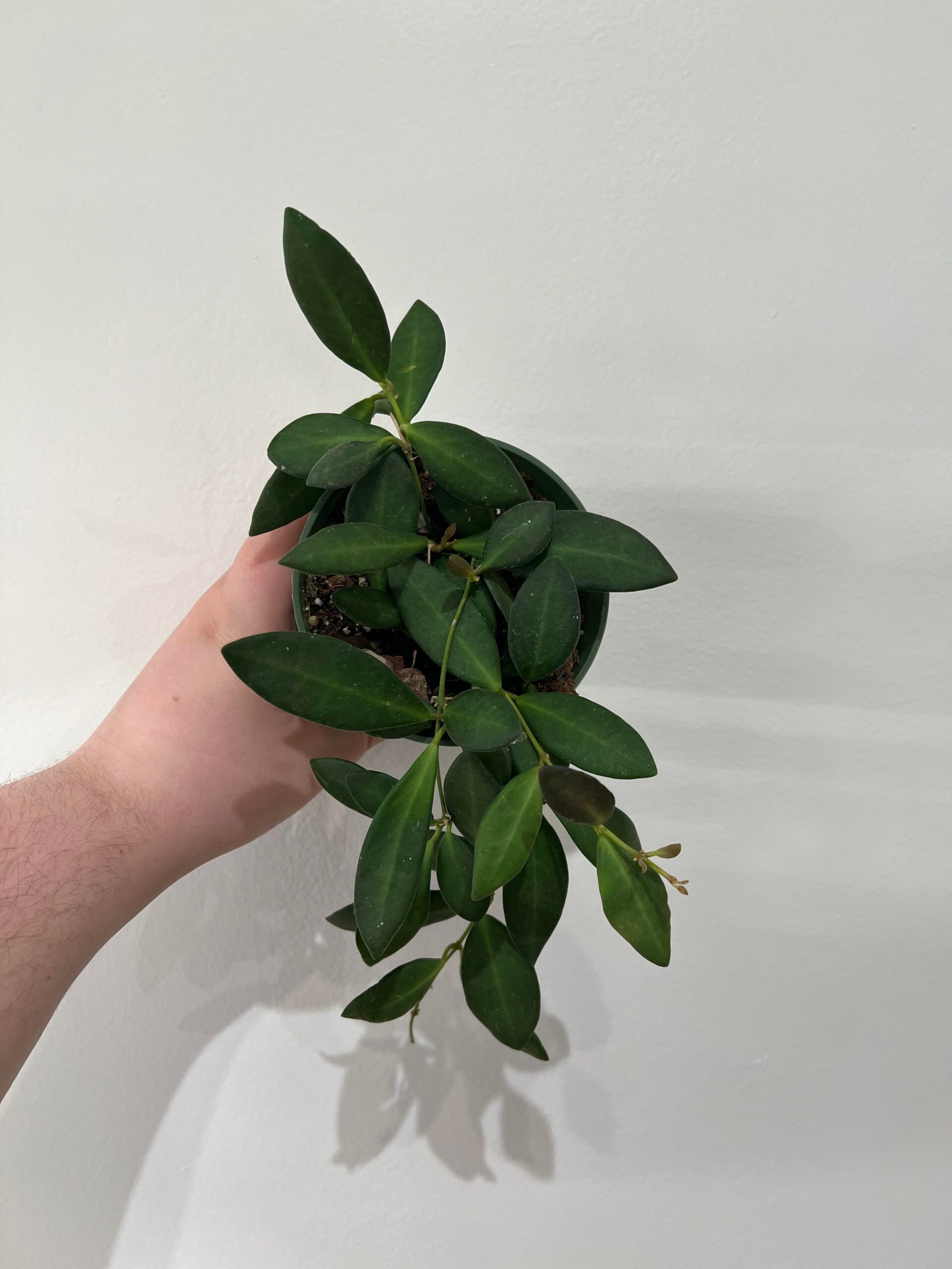 Hoya Burtoniae