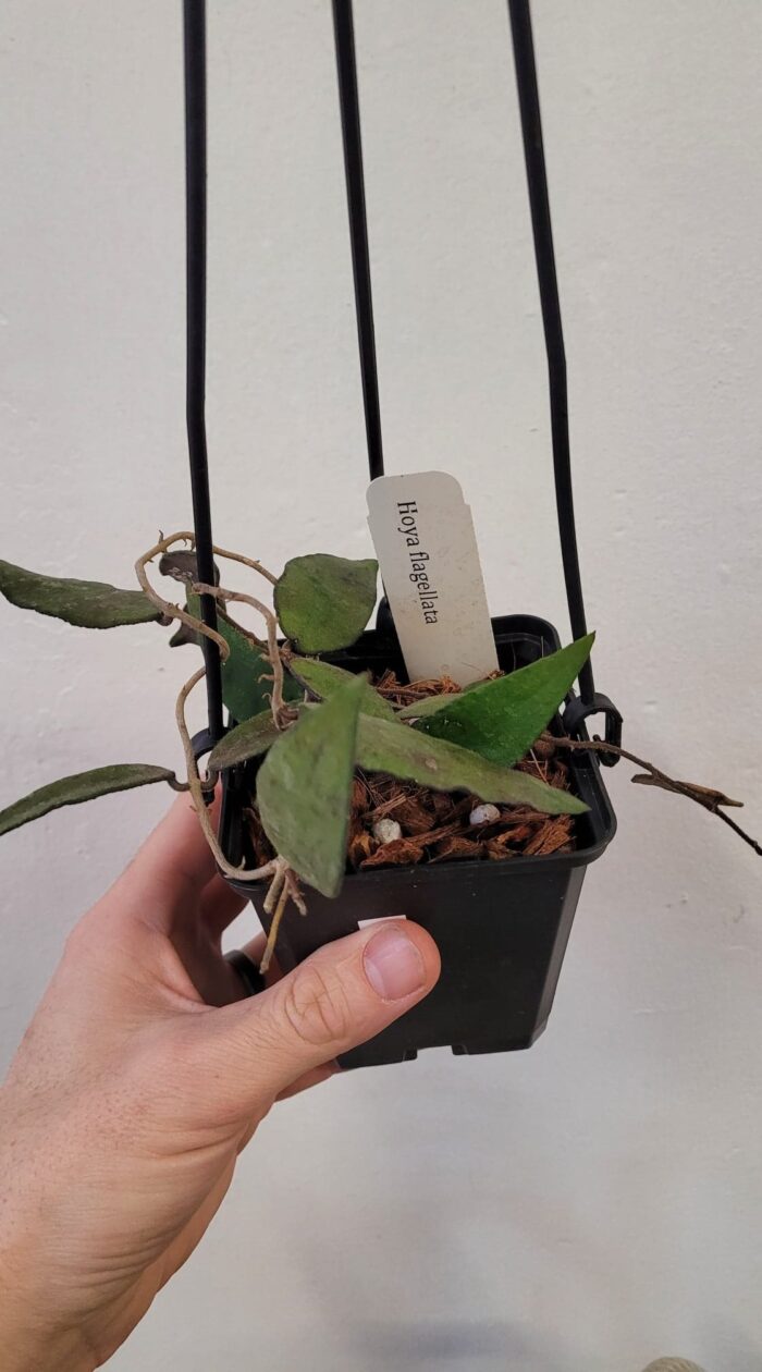 Hoya Flagellata
