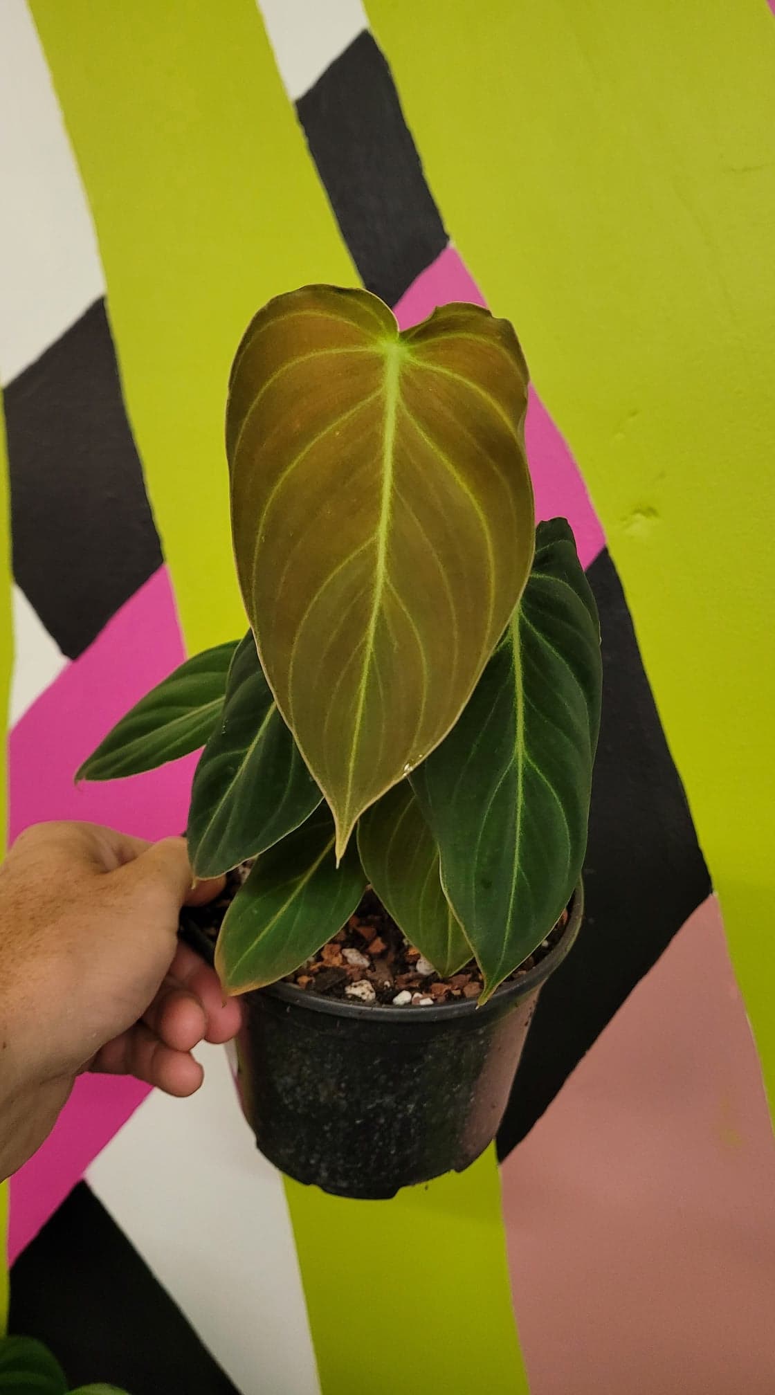 Philodendron Melano - The Curious Plantaholic
