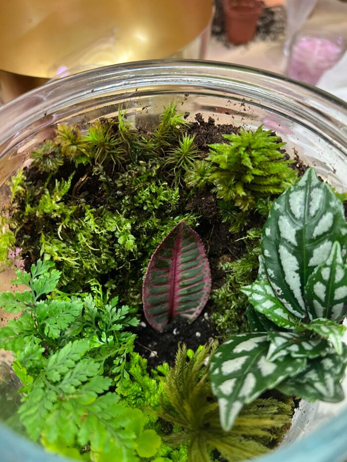 Build your own Terrarium - August 5th