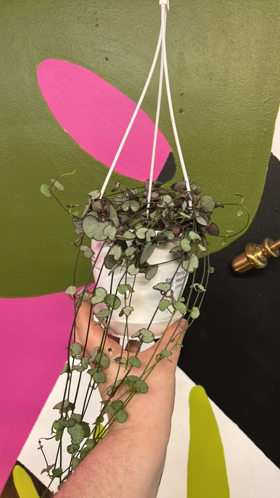 String of Hearts Silver Glory The Curious Plantaholic
