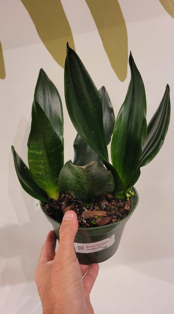 Black Dragon Snake Plant