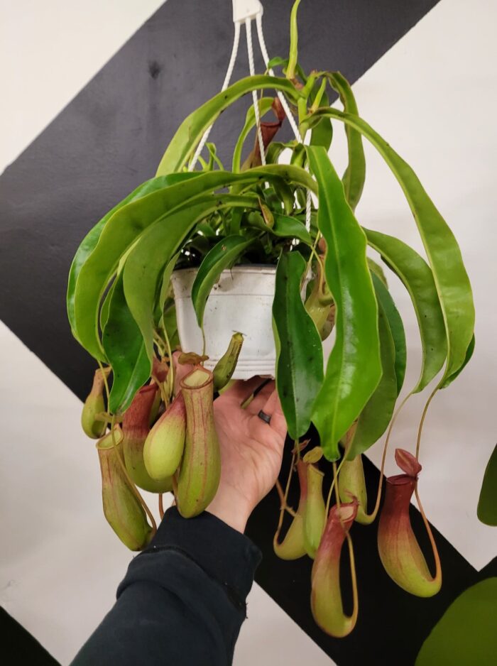 Nepenthes Ventrata
