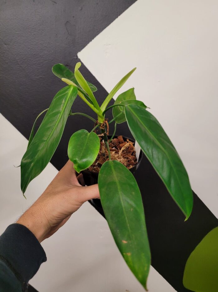 Philodendron Esmeraldense Narrow