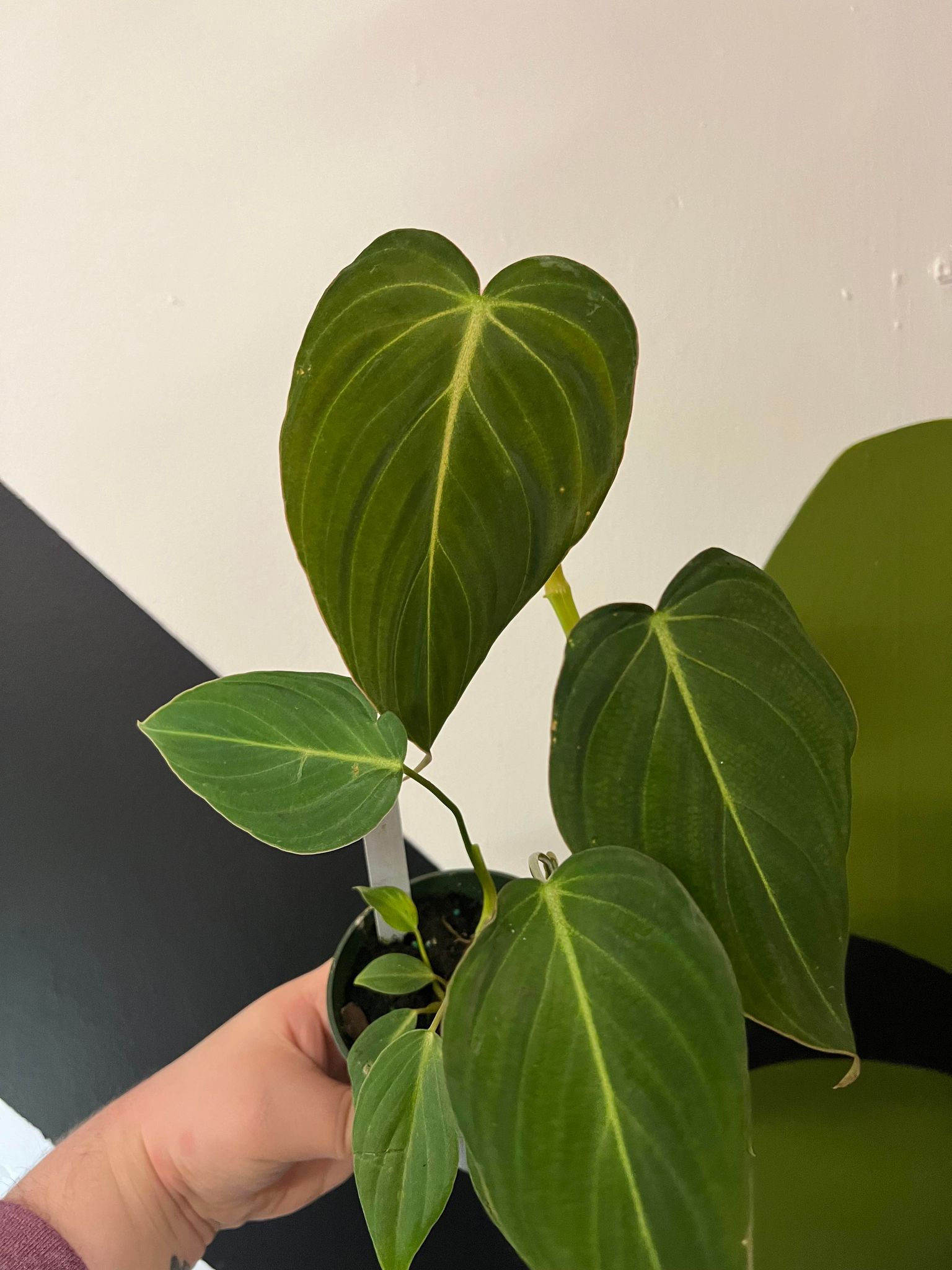 hawaiian pothos Giant Hawaiian Pothos – Green Plants Boutique main image 1