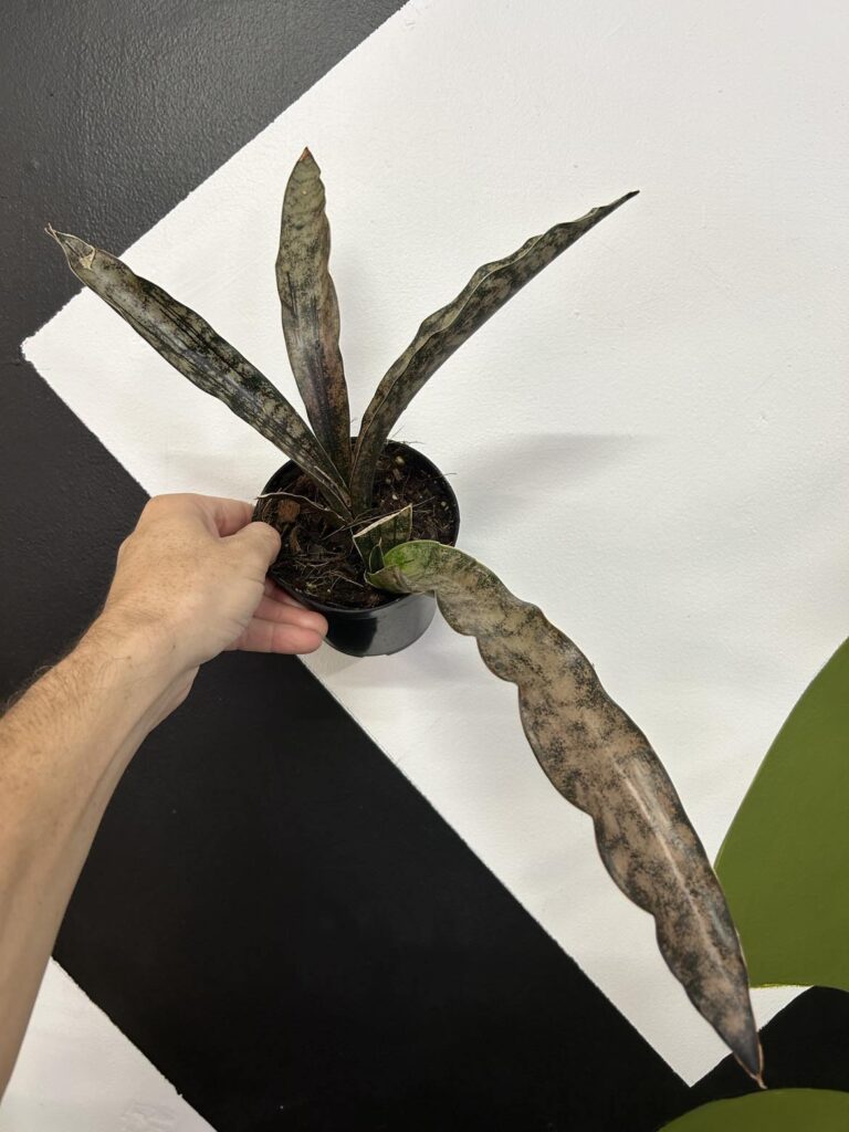 Kirkii Coppertone Snake Plant - The Curious Plantaholic