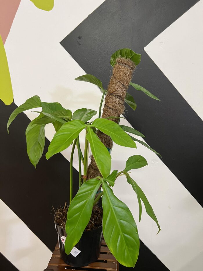 Philodendron Tripartitum