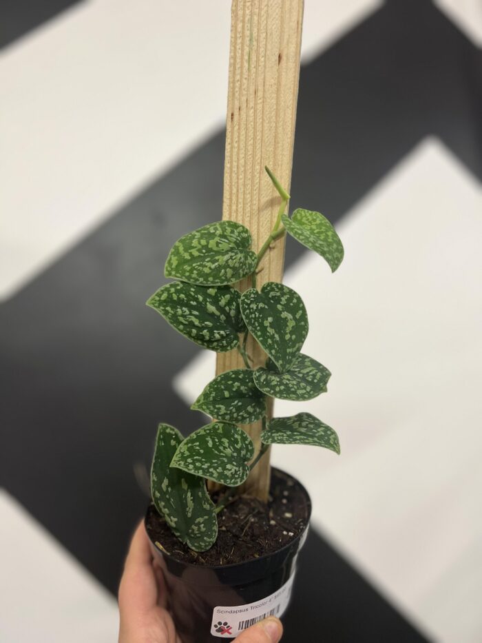 Scindapsus Tricolor