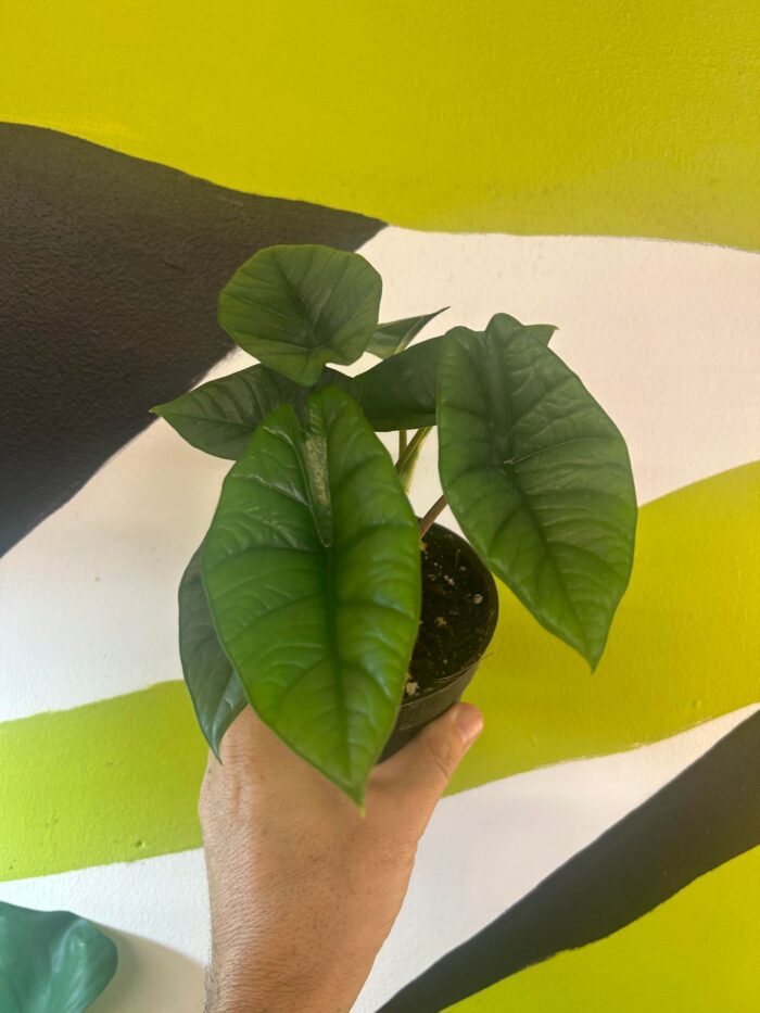 Alocasia Bisma Platinum