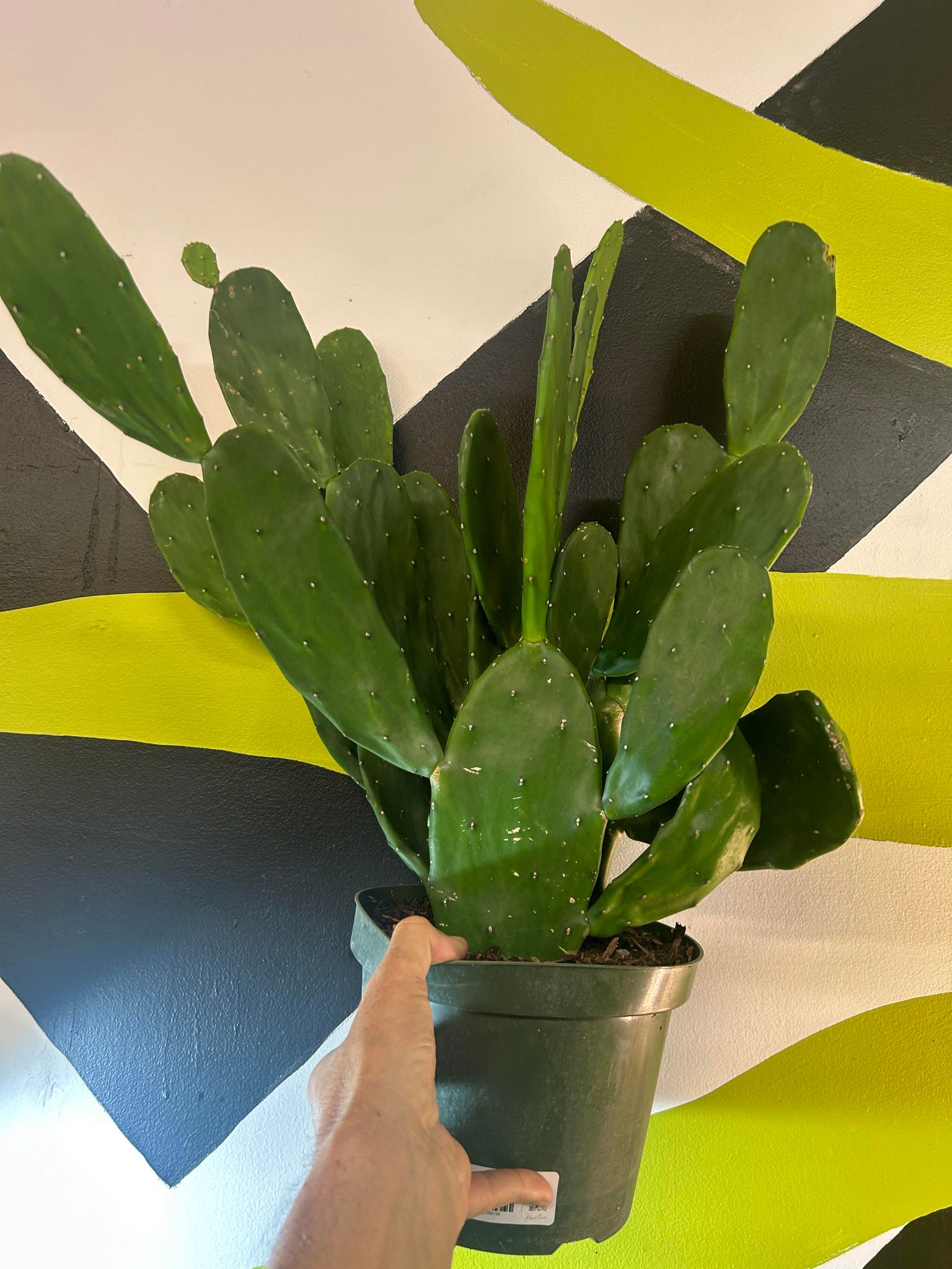 Opuntia Prickly Pear Cactus - The Curious Plantaholic